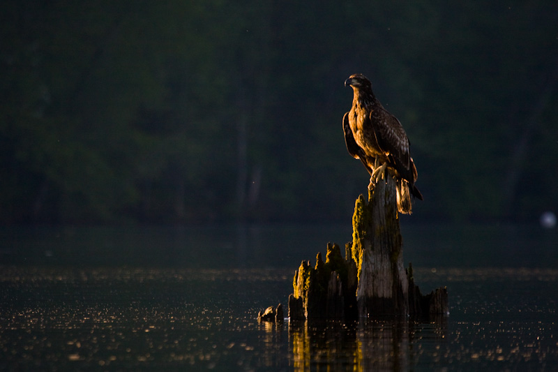 Bald Eagle